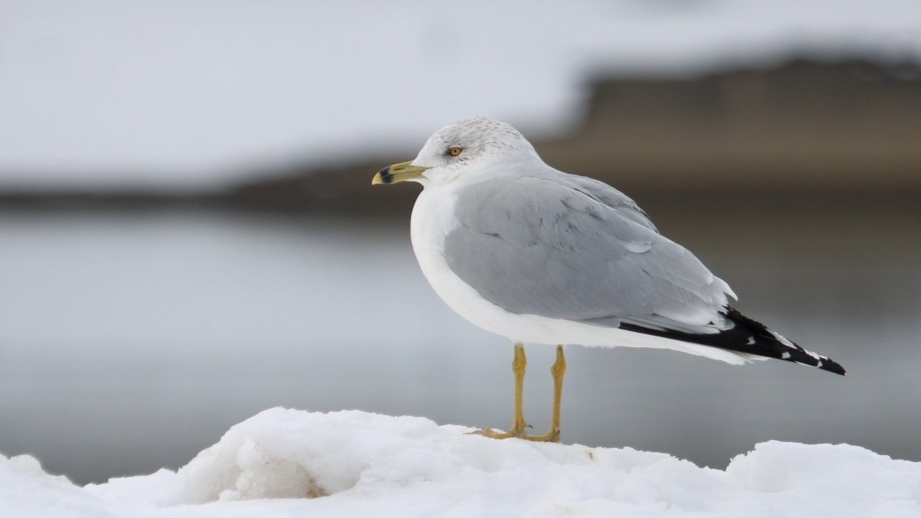 Ring-billed Gull - ML412713051