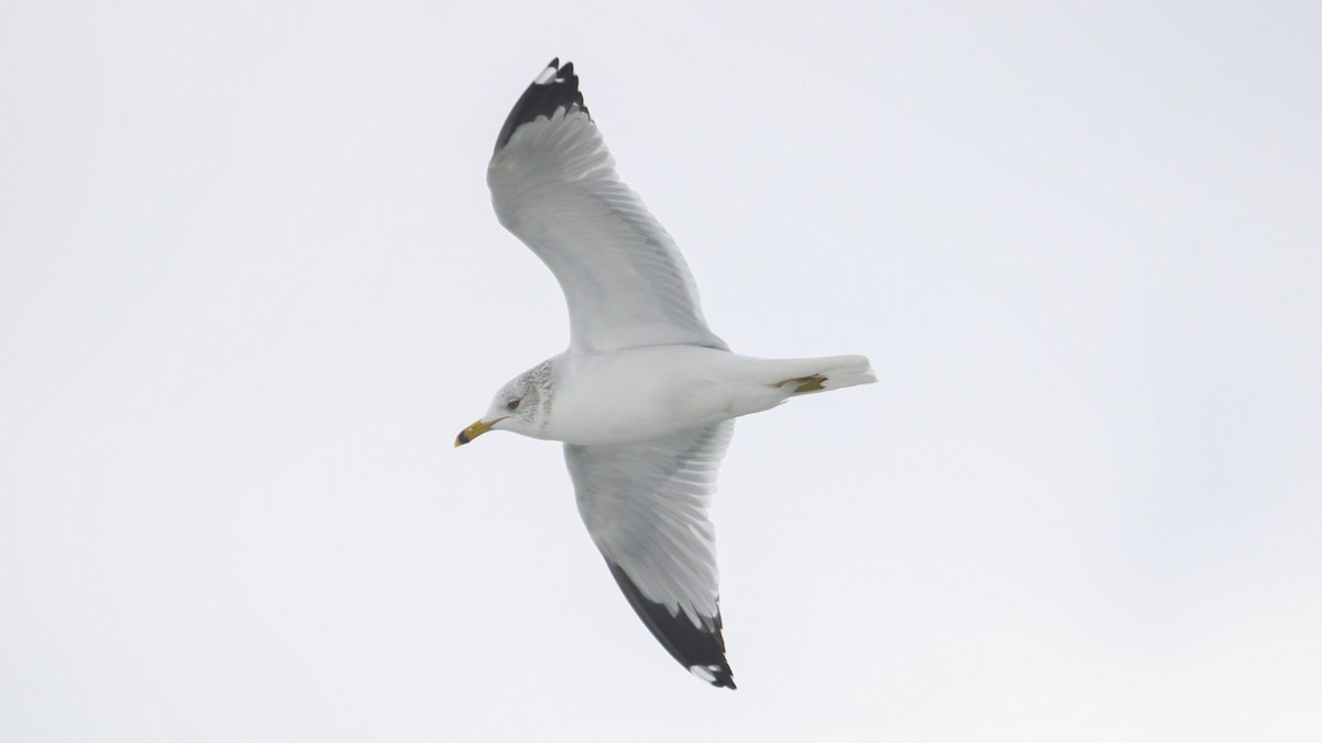 Ring-billed Gull - ML412713071