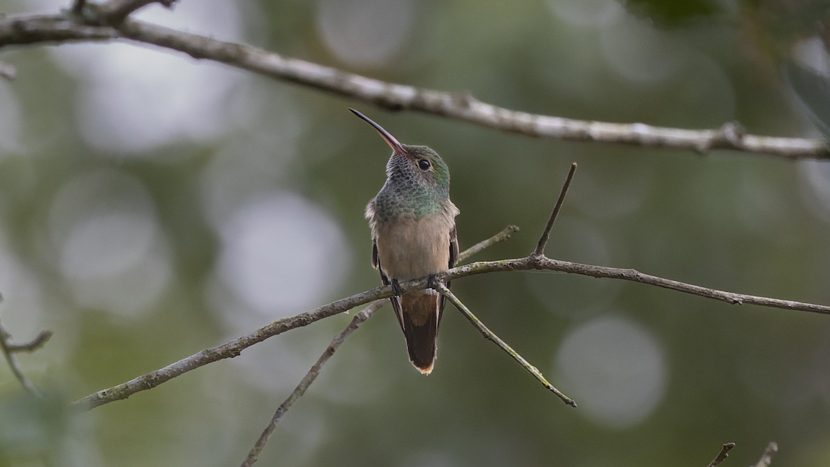 Buff-bellied Hummingbird - Gary Leavens