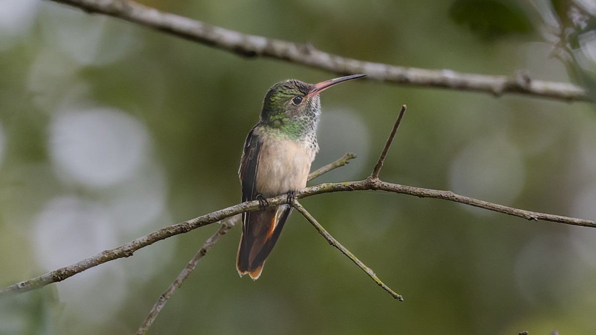 Buff-bellied Hummingbird - Gary Leavens