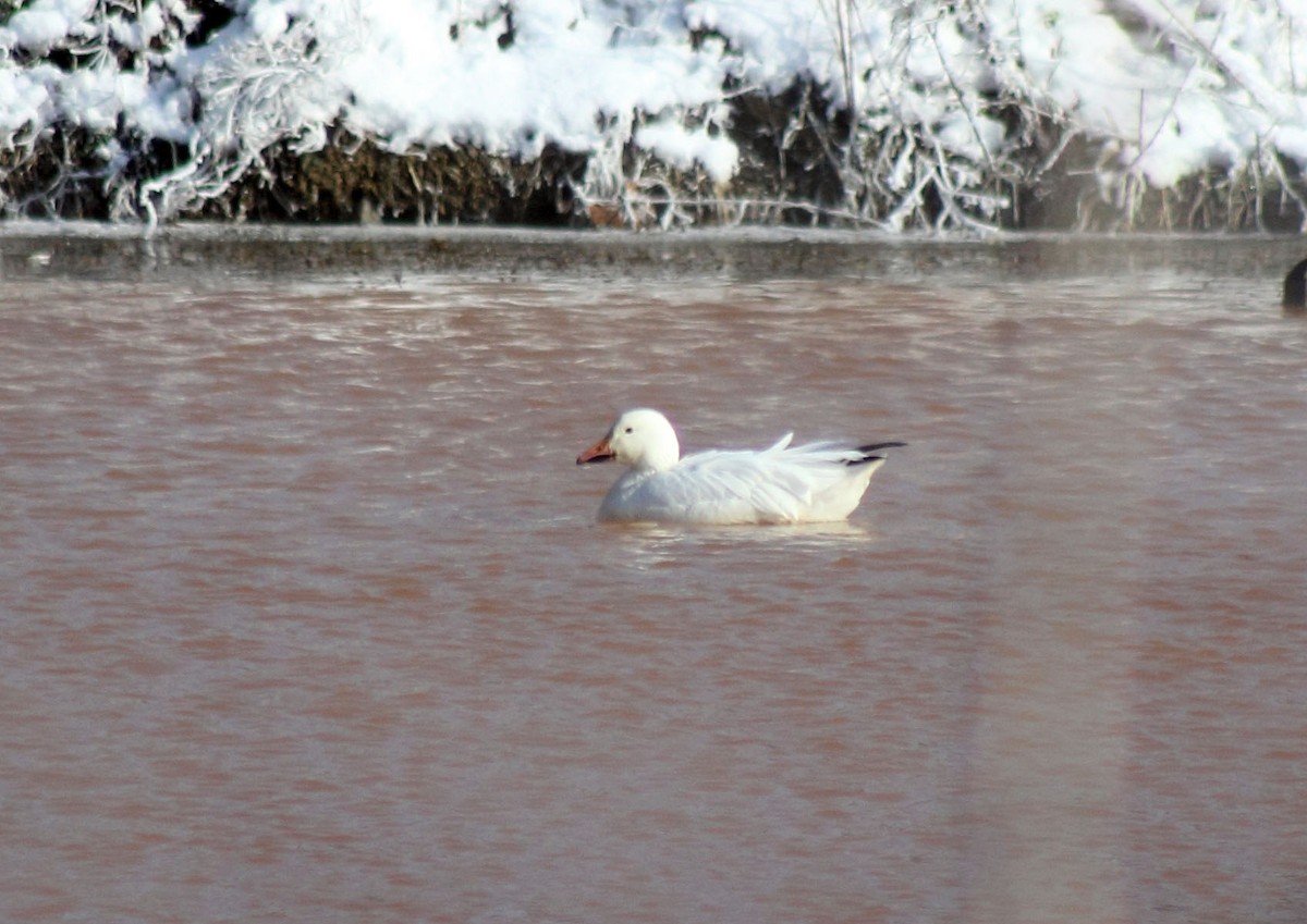 Snow Goose - ML412714931