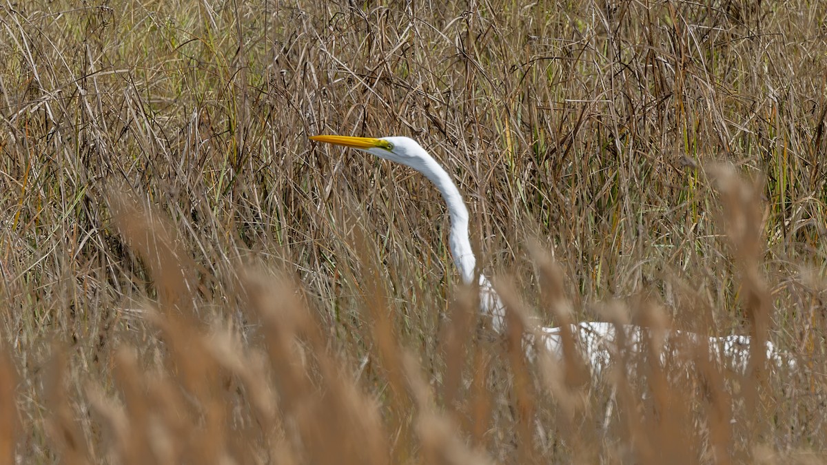 Great Egret - ML412715401