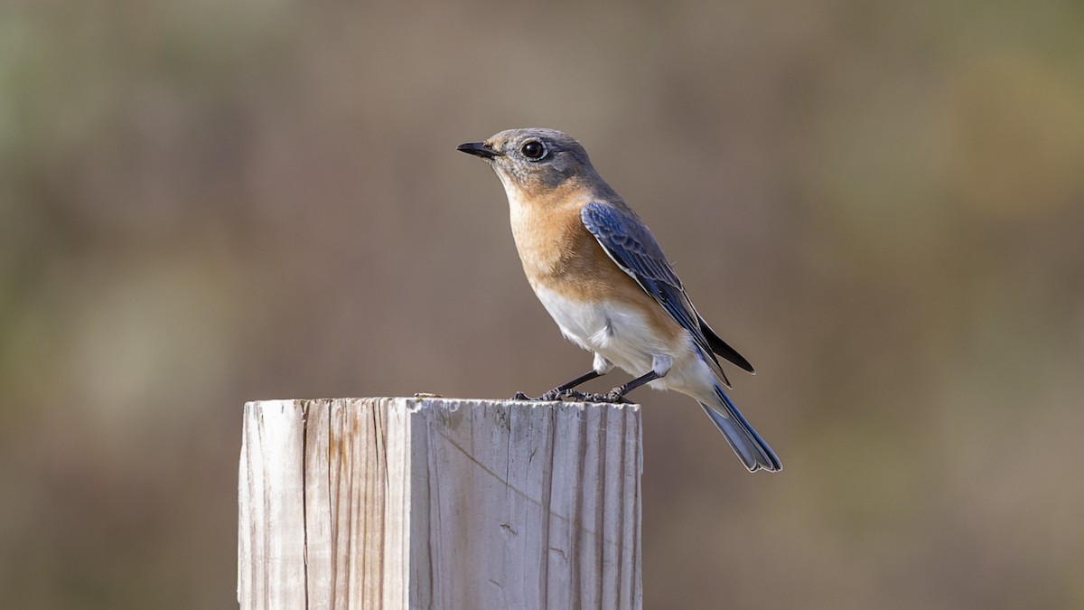 Eastern Bluebird - Gary Leavens