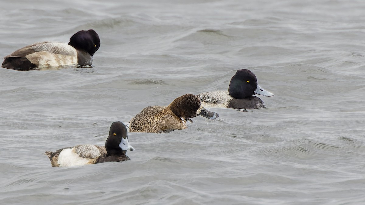 Lesser Scaup - ML412716021