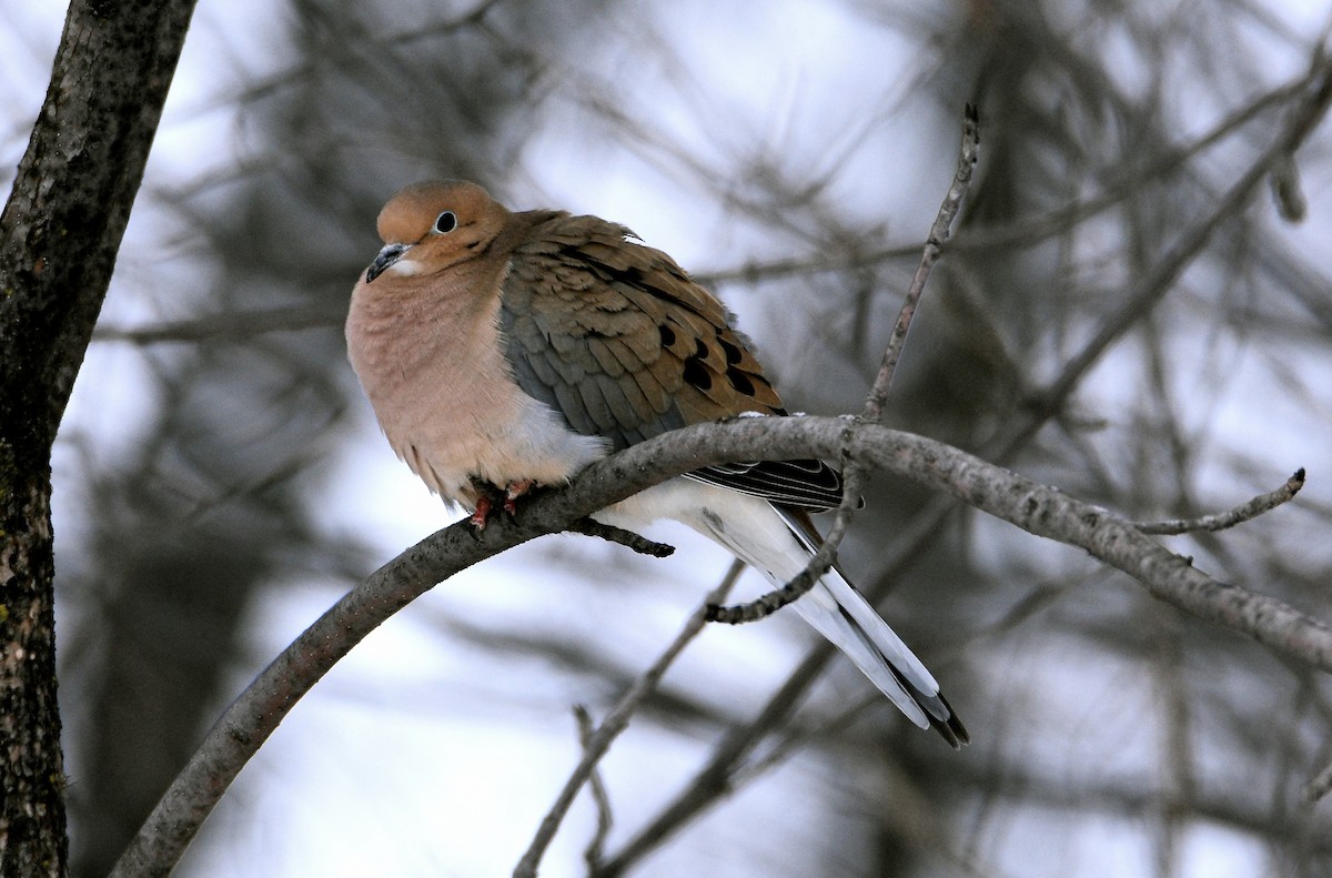 Mourning Dove - jean pierre machet