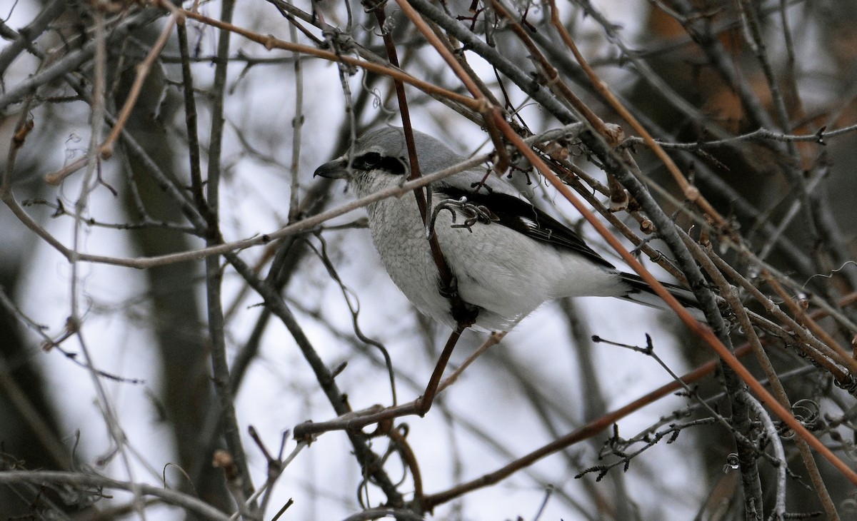 Northern Shrike - jean pierre machet