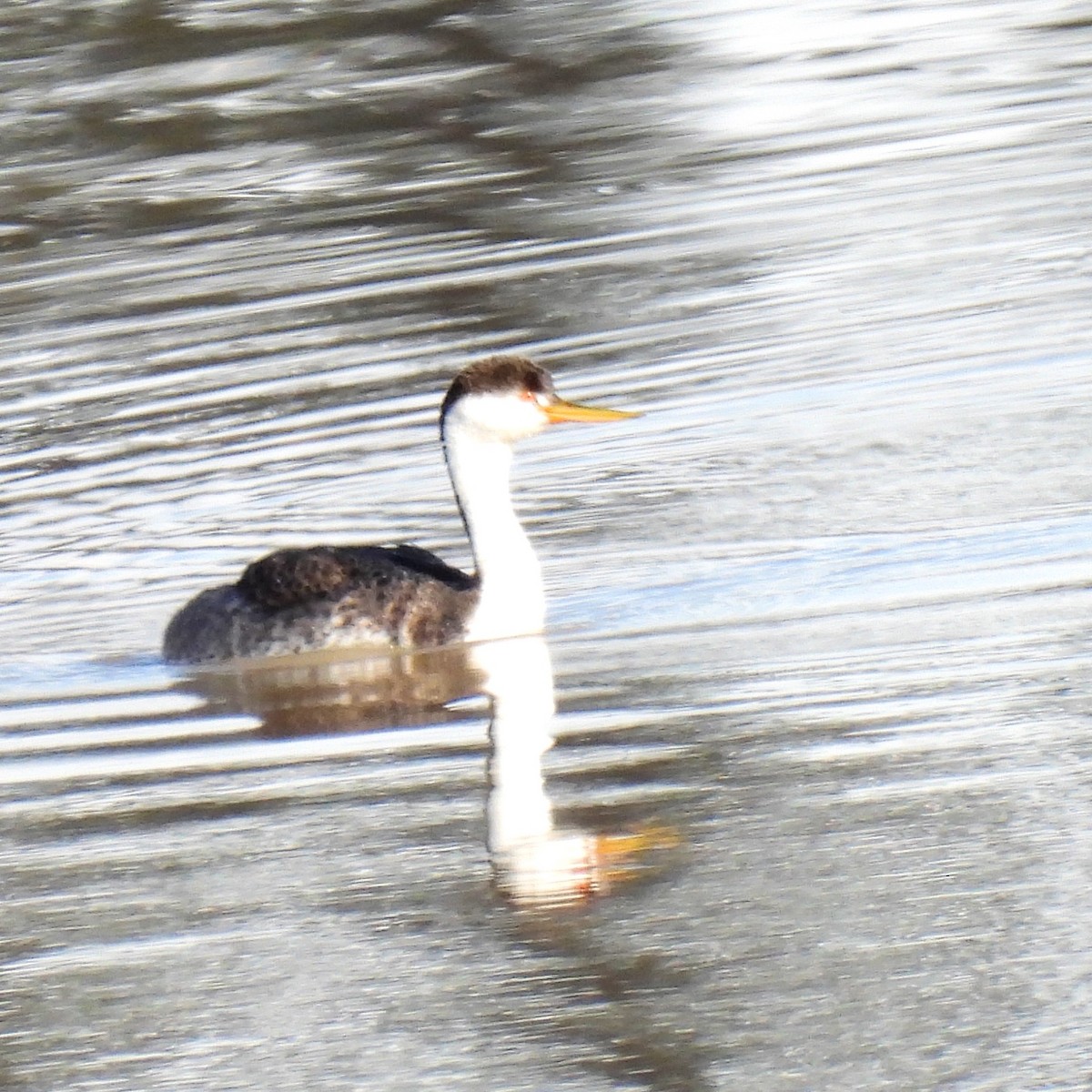 Western x Clark's Grebe (hybrid) - Susan Kirkbride