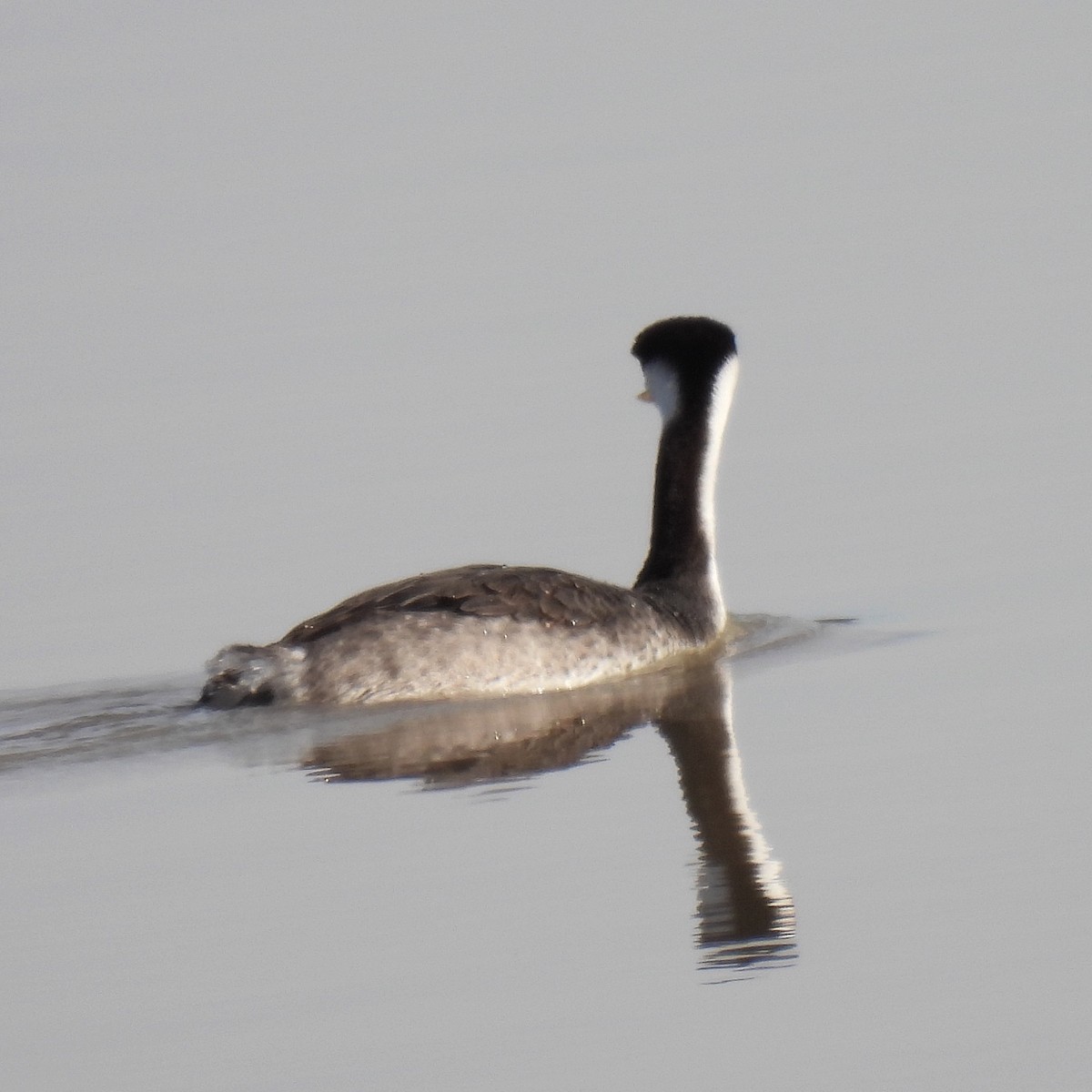 Western x Clark's Grebe (hybrid) - ML412720371