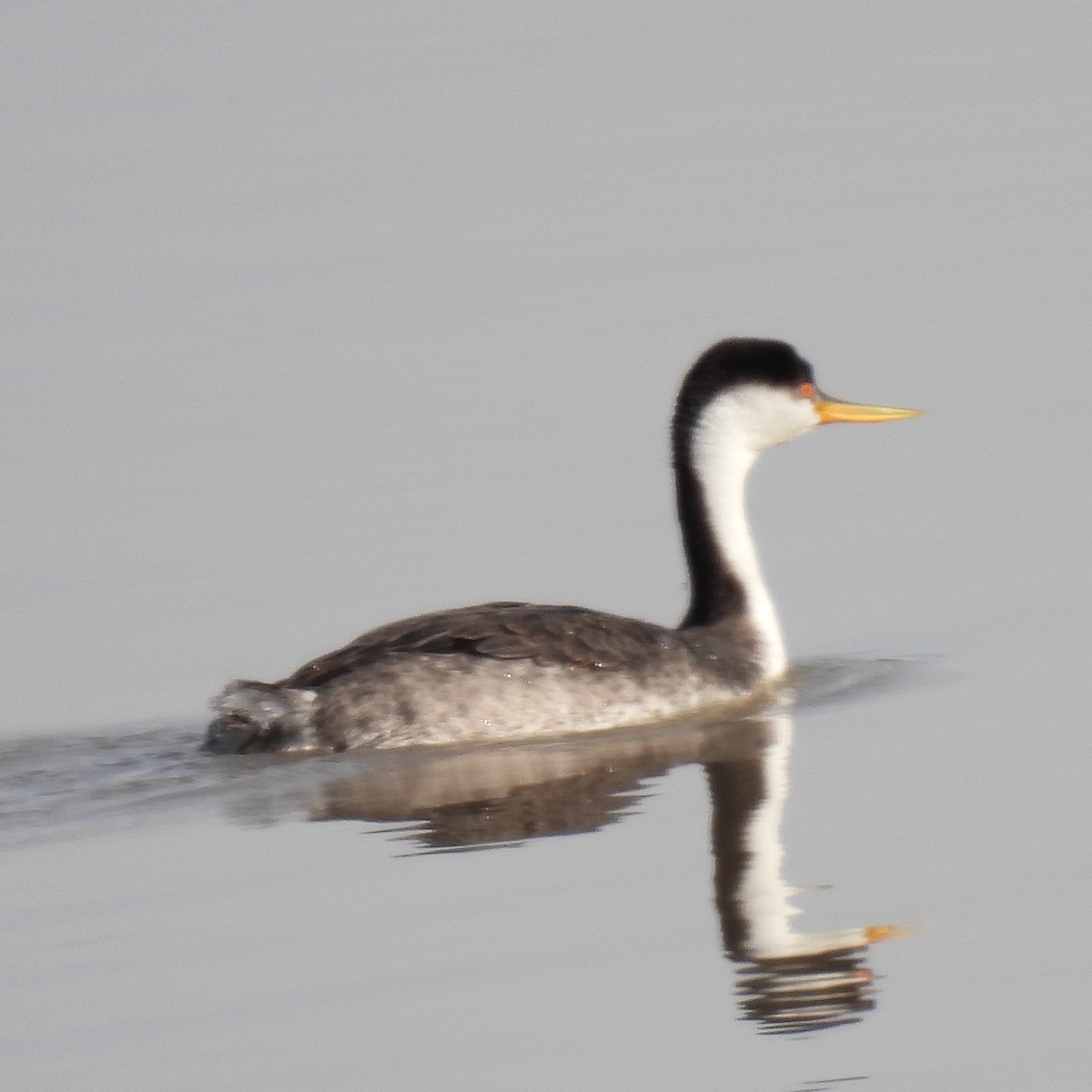 Western x Clark's Grebe (hybrid) - ML412720381