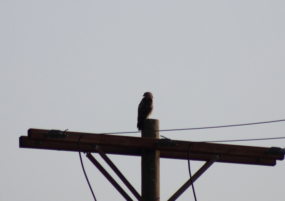 Red-tailed Hawk - ML412721321