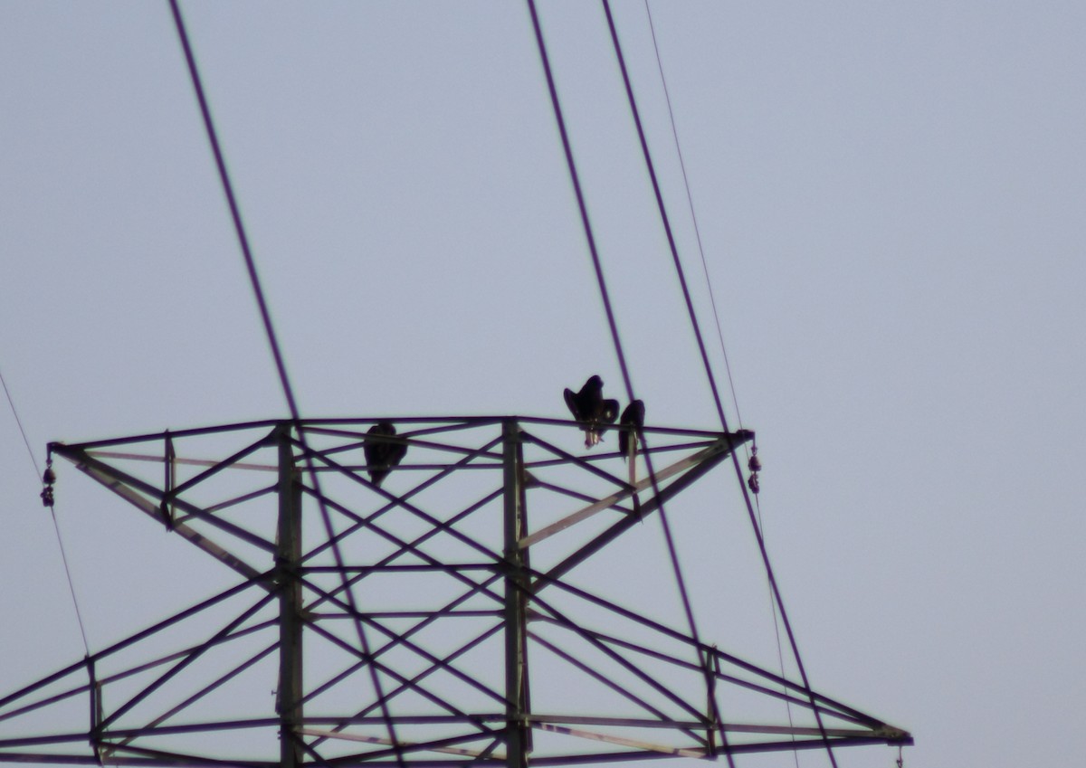Turkey Vulture - ML412721341