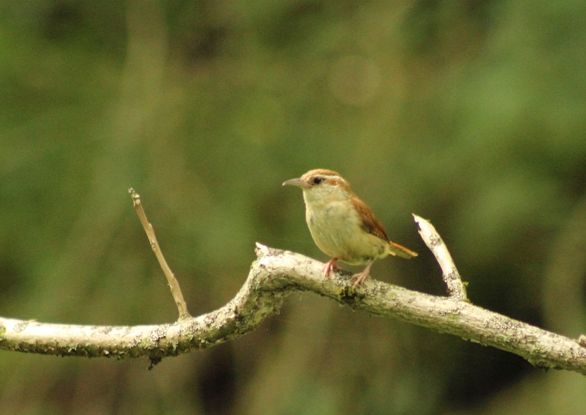 Carolina Wren - ML412721391