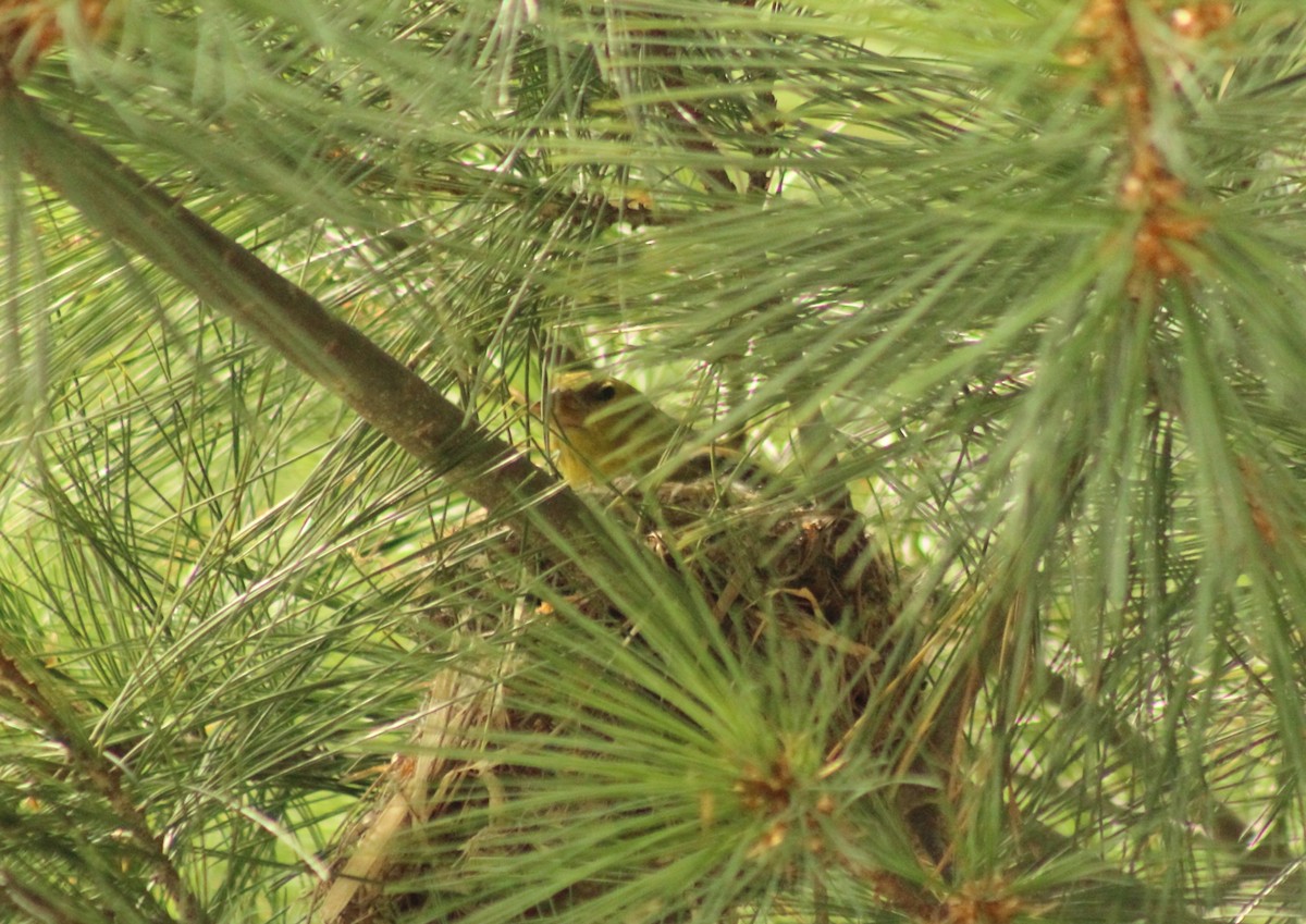 American Goldfinch - ML412721401