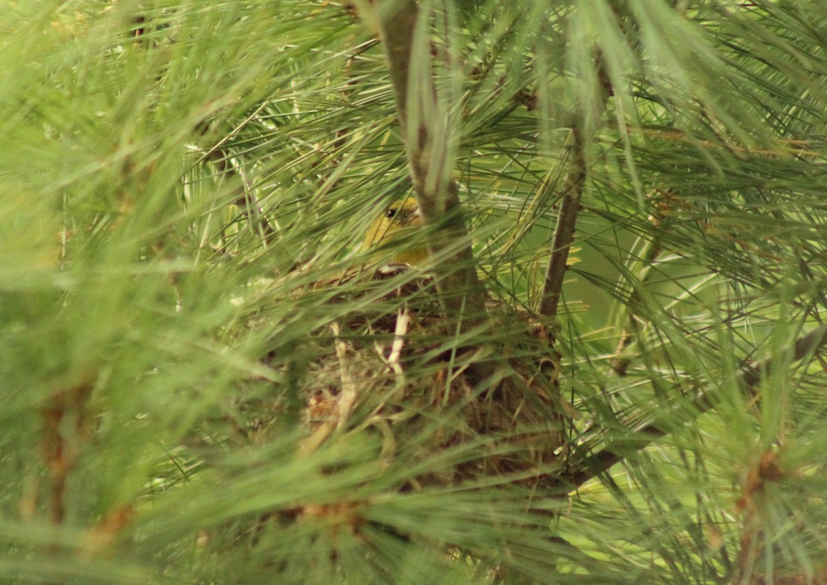American Goldfinch - ML412721411