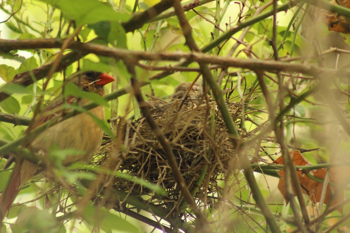 Northern Cardinal - ML412721421