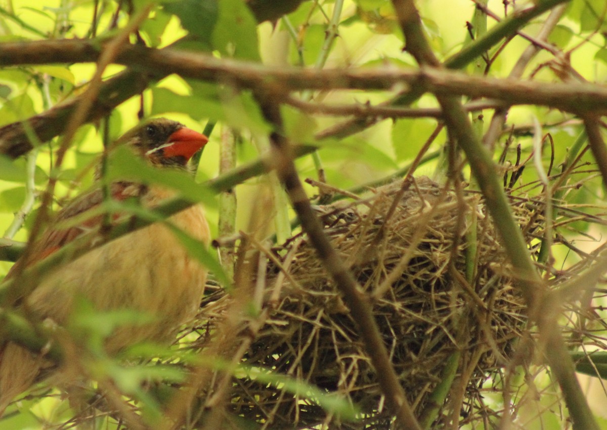 Northern Cardinal - ML412721431
