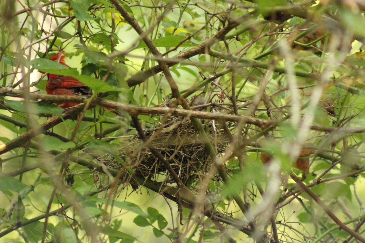 Northern Cardinal - ML412721451