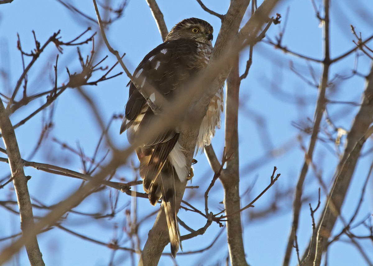 Sharp-shinned Hawk - ML412721701