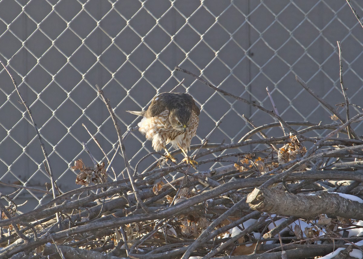 Sharp-shinned Hawk - ML412721761