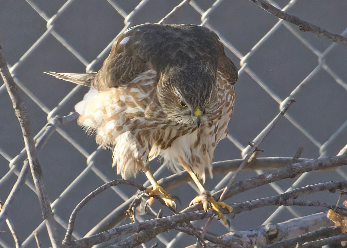 Sharp-shinned Hawk - ML412721771