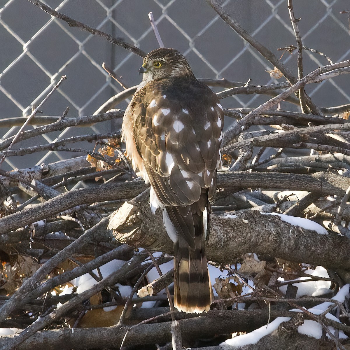 Sharp-shinned Hawk - ML412721791