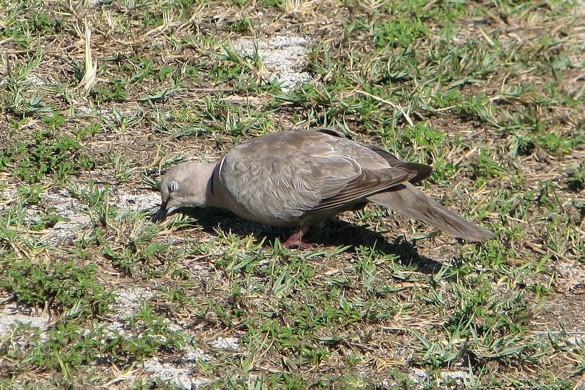 Eurasian Collared-Dove - ML41272431