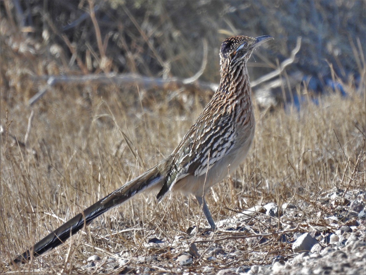 Greater Roadrunner - ML412725521