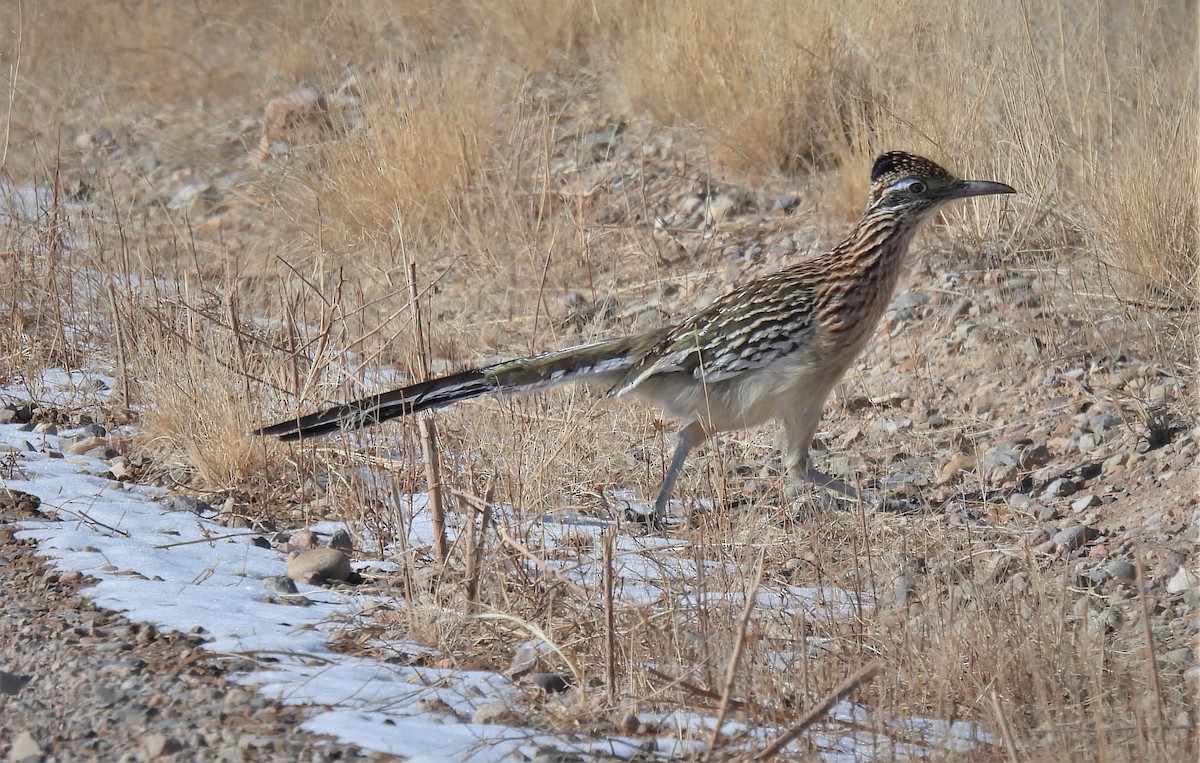 Greater Roadrunner - ML412725981