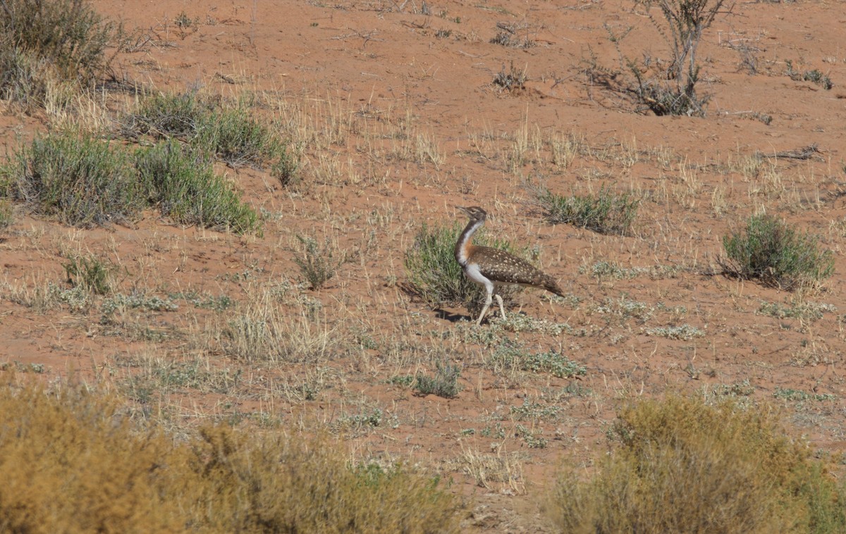 Ludwig's Bustard - Leslie Correia