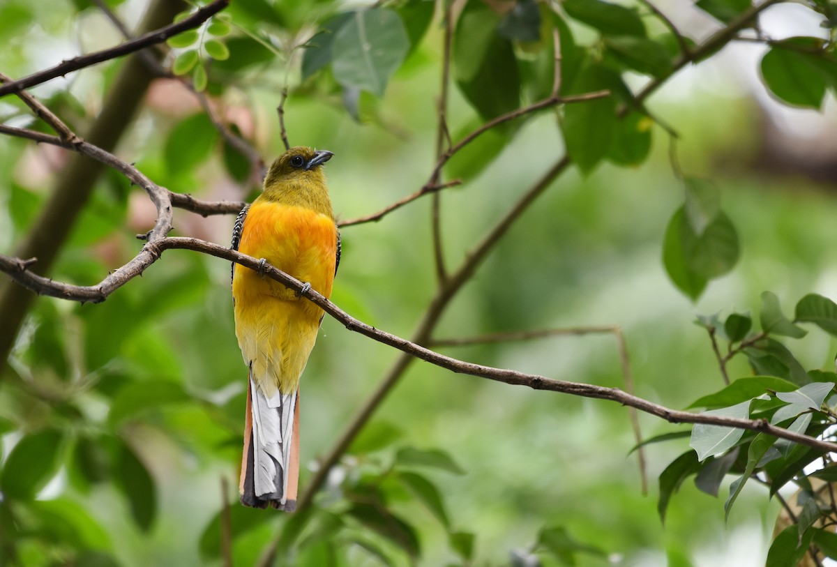 Orange-breasted Trogon - ML412728511