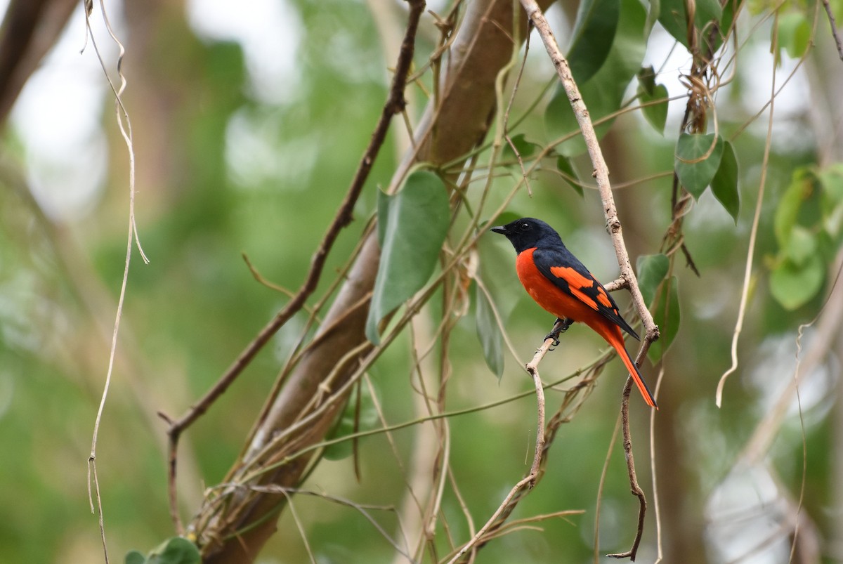 Scarlet Minivet - ML412729711