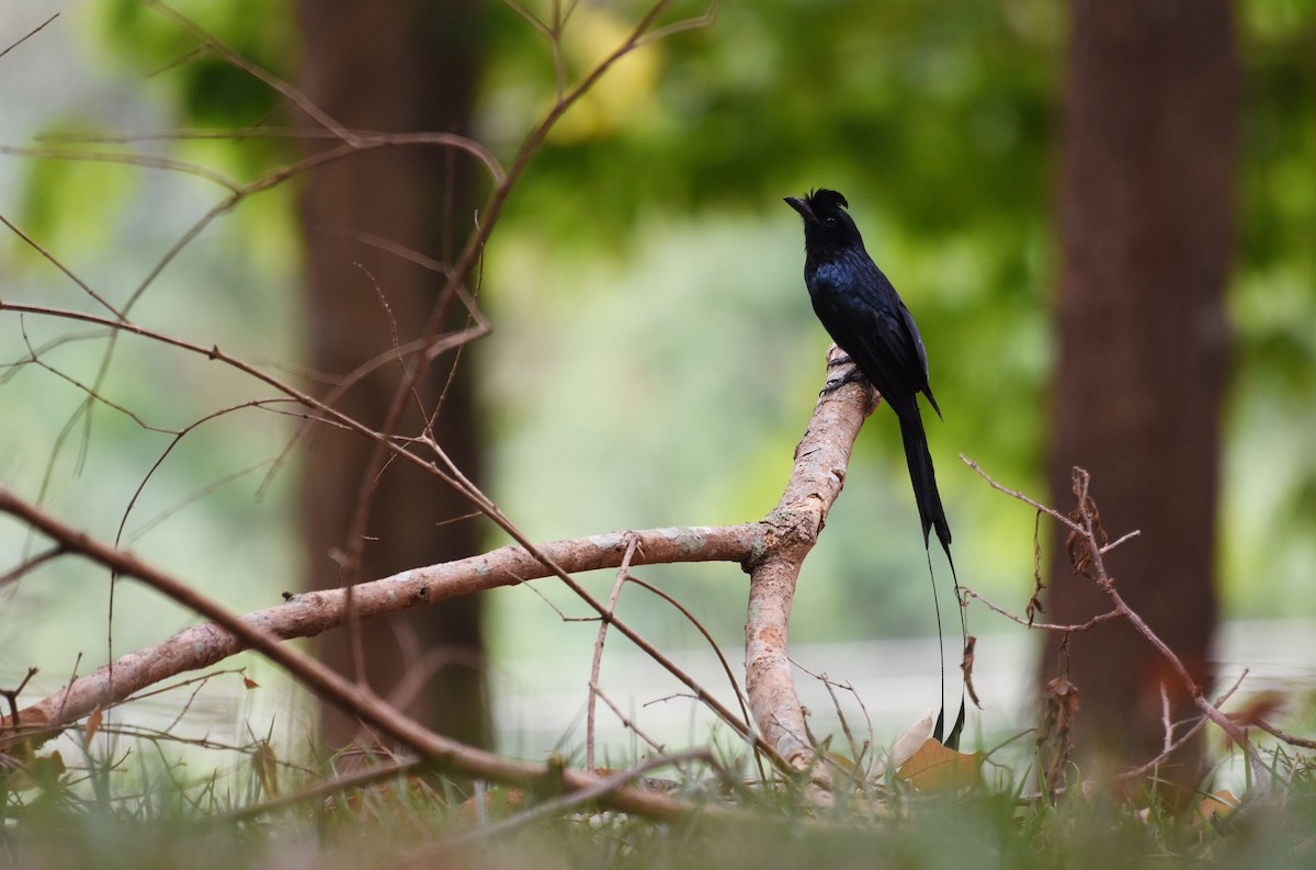 Greater Racket-tailed Drongo - ML412730251