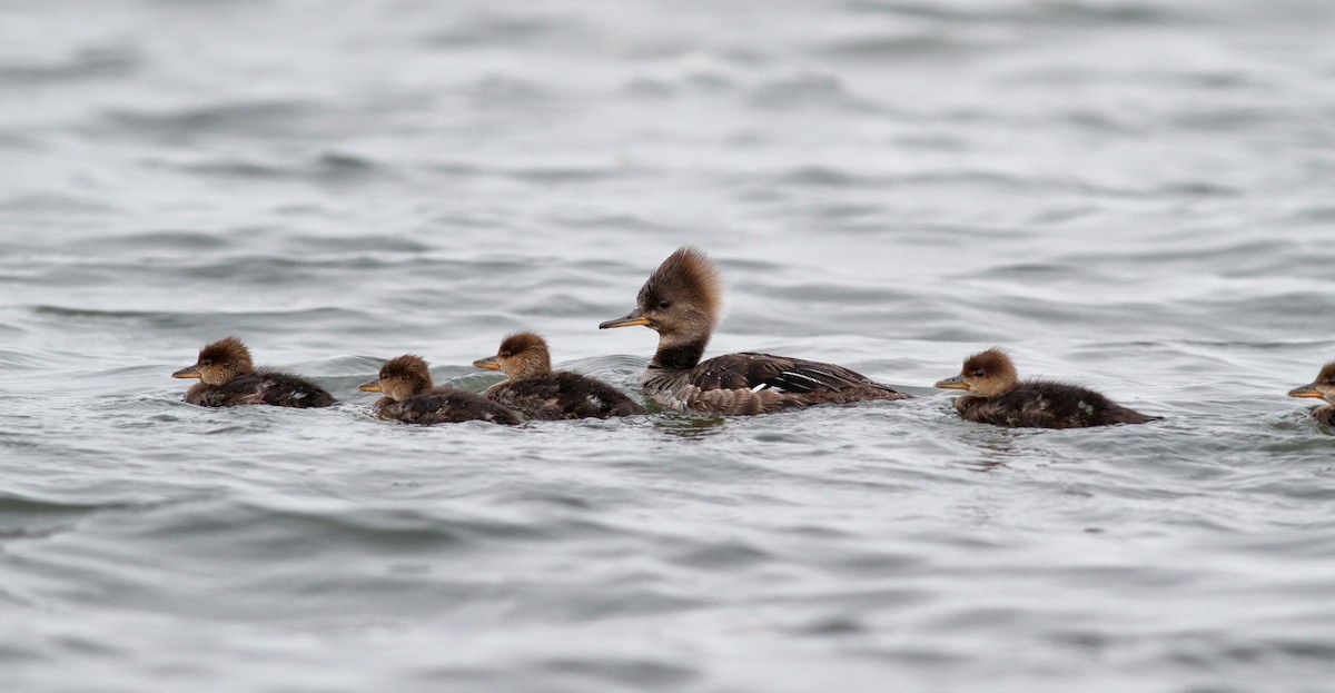 Hooded Merganser - Jay McGowan