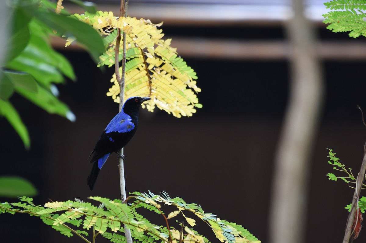 Asian Fairy-bluebird - ML412730811