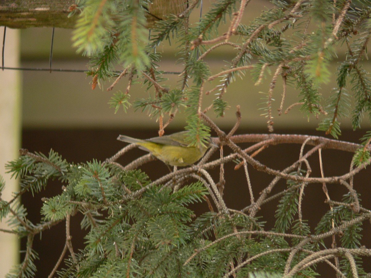 Orange-crowned Warbler - ML412731551