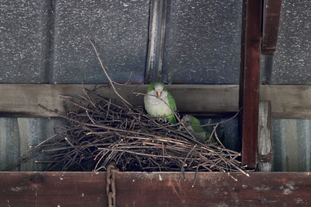 Monk Parakeet - Jay McGowan