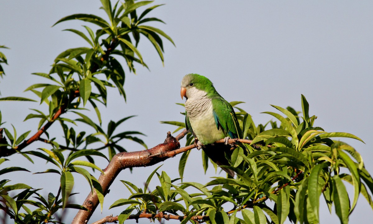 Monk Parakeet - ML41273251