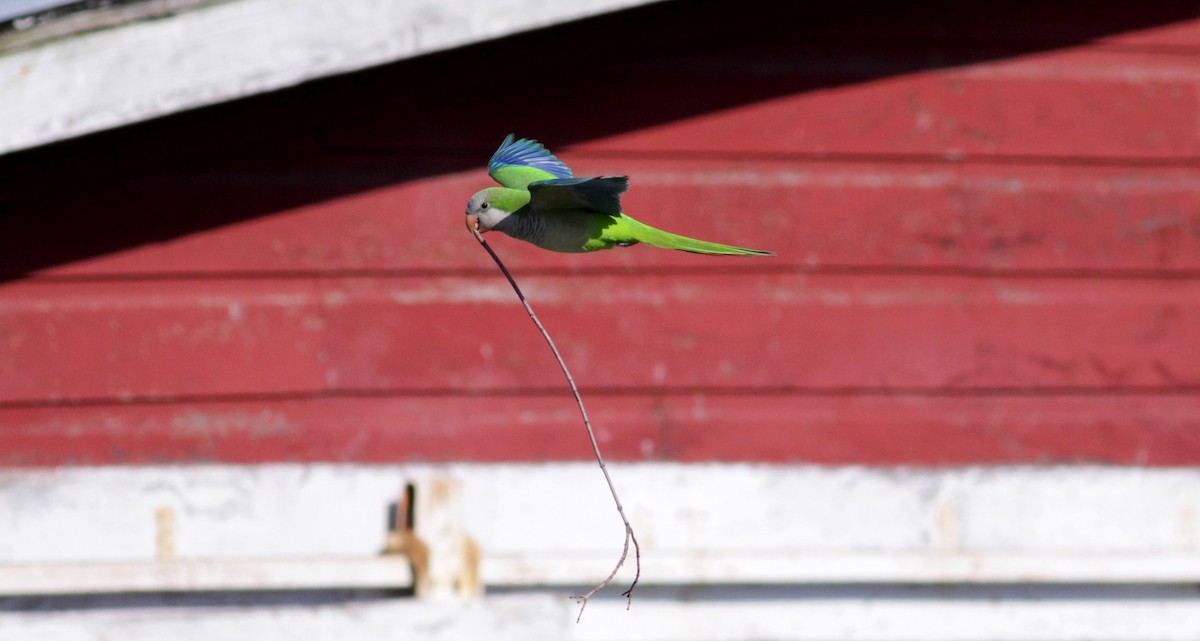 Monk Parakeet - ML41273271