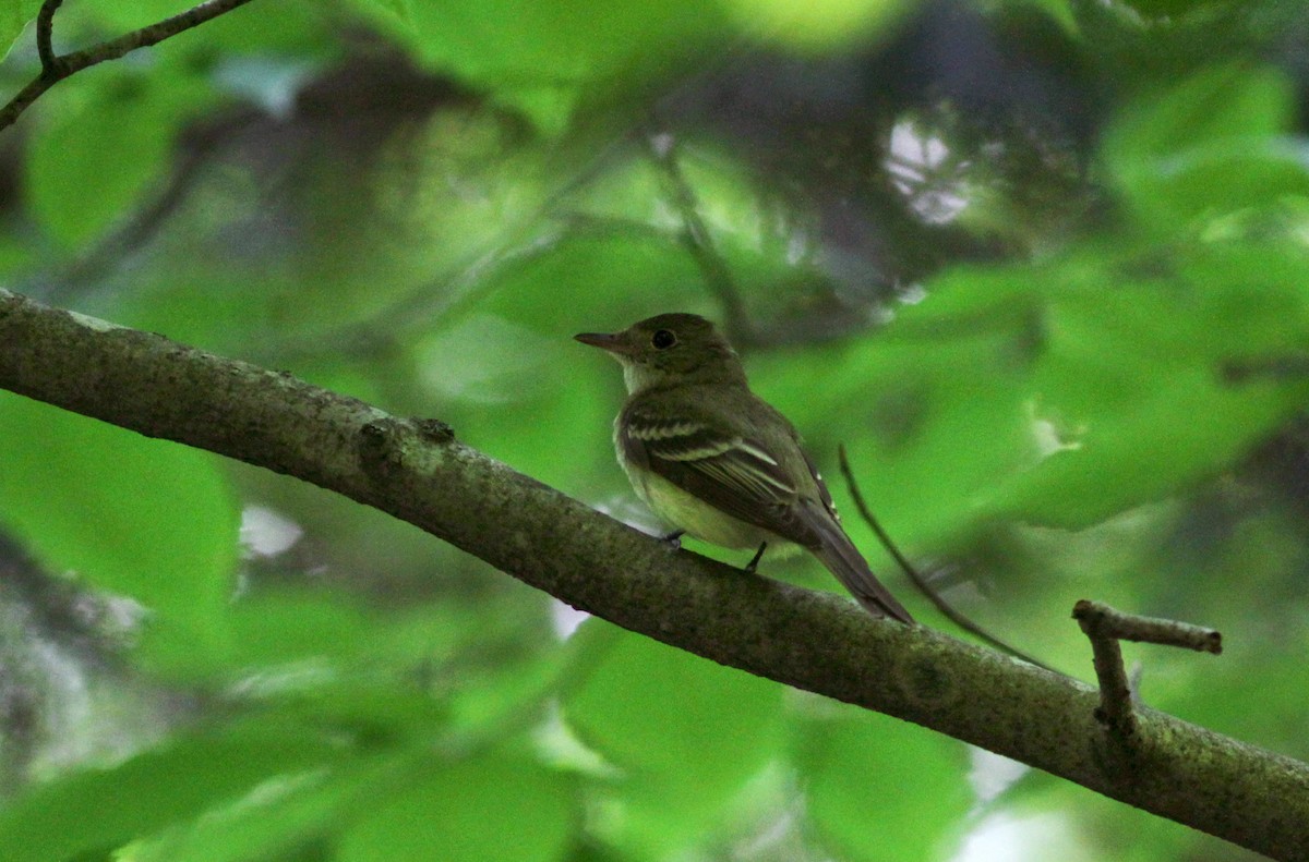 tyranovec zelenavý - ML41273311