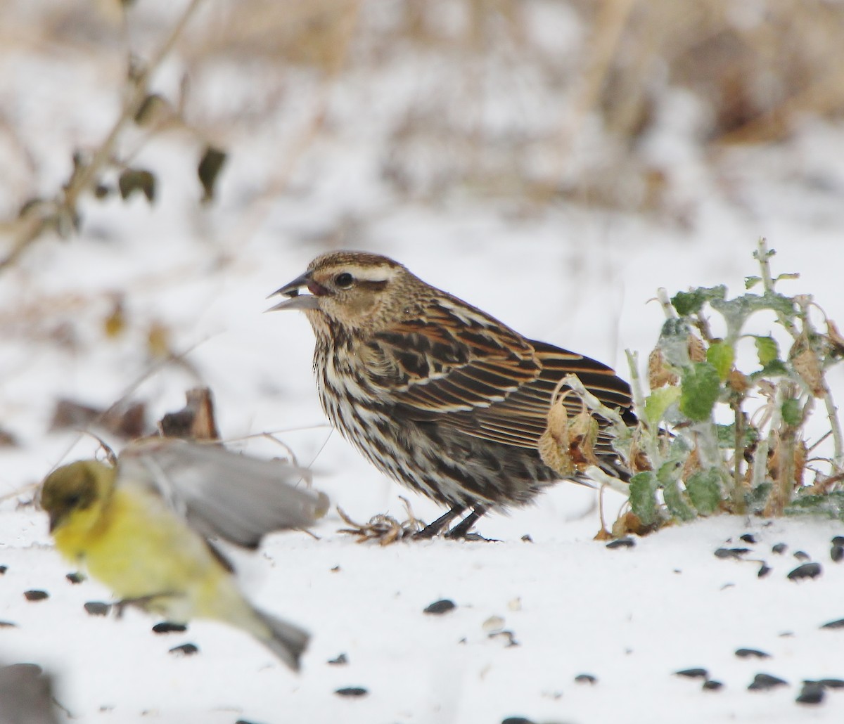 Red-winged Blackbird - ML412733271