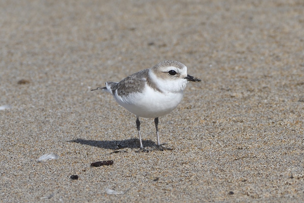 Snowy Plover - ML412733331