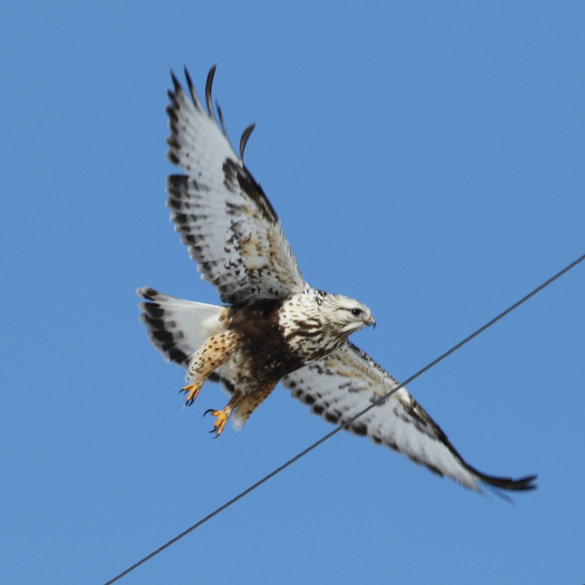 Rough-legged Hawk - ML412734381