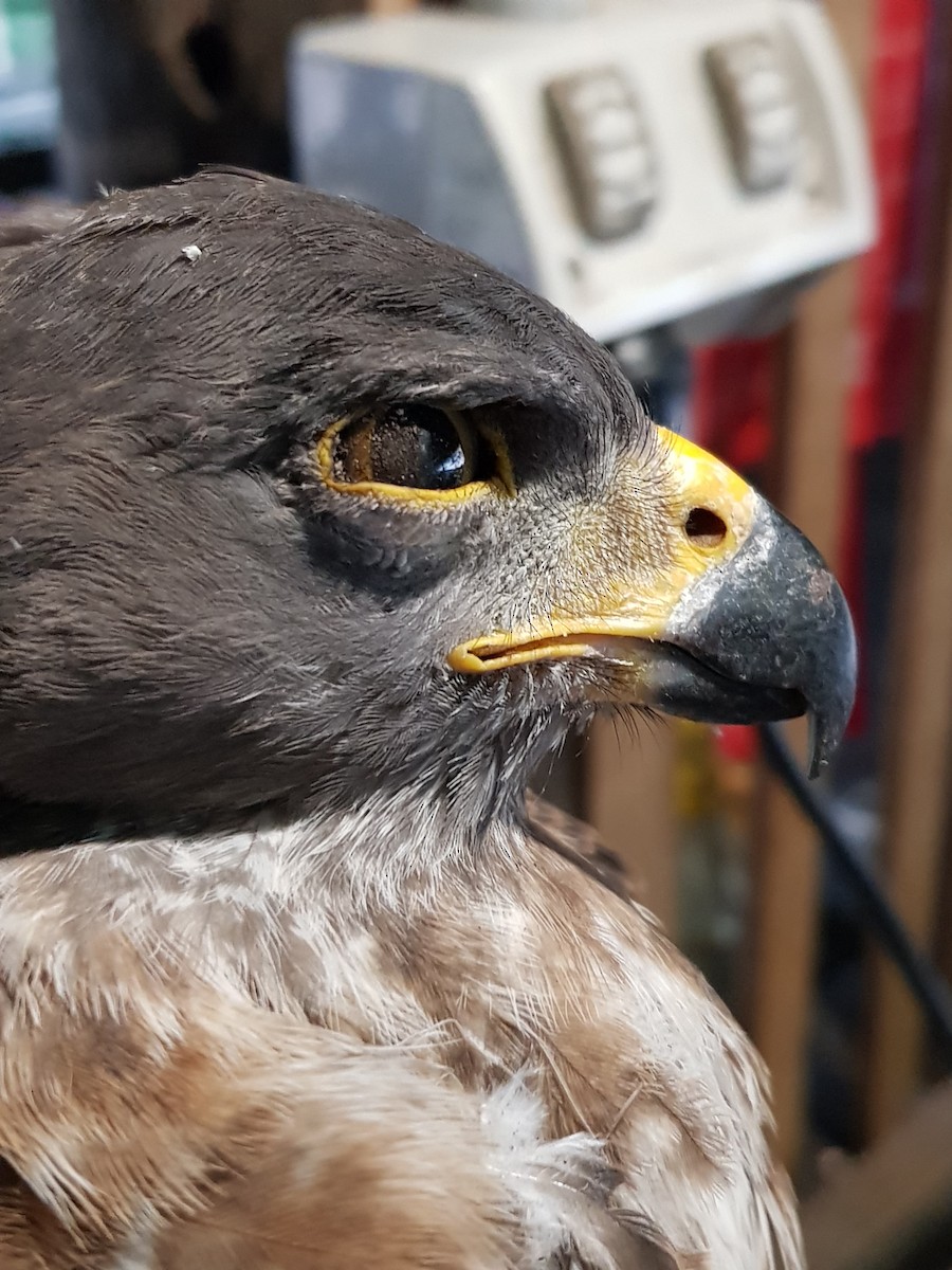 Brown Goshawk/Collared Sparrowhawk - Conflict Islands