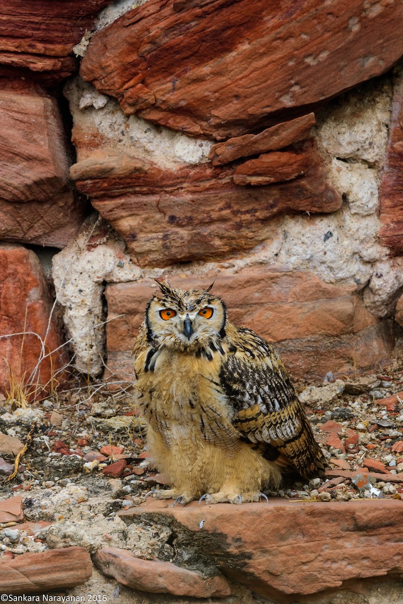 Rock Eagle-Owl - ML412736441