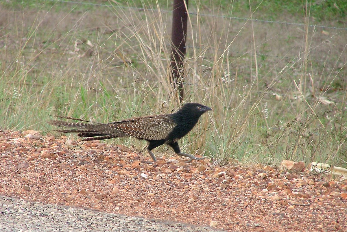 Pheasant Coucal (Pheasant) - ML412737111