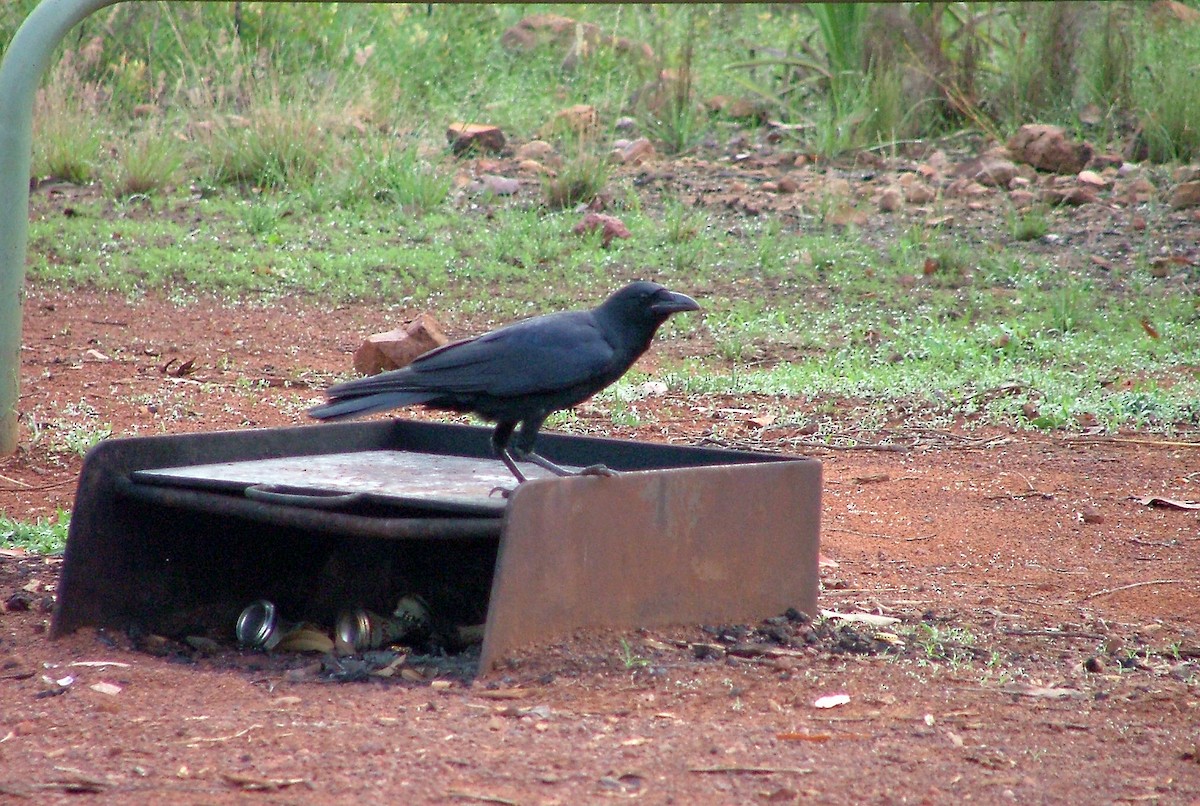 Torresian Crow - ML412737161