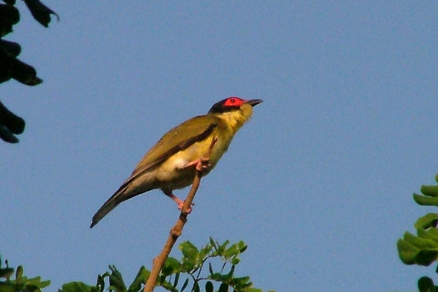 Australasian Figbird - ML412737201