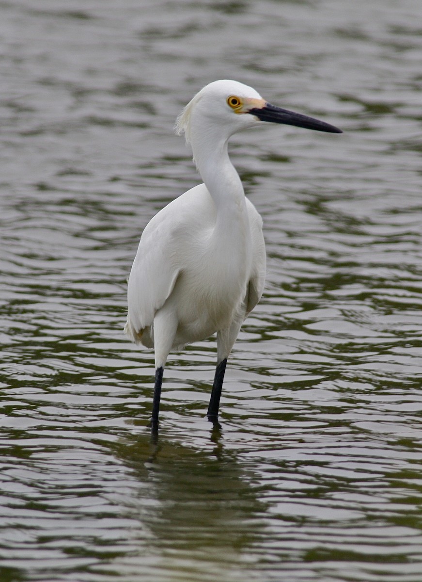 Snowy Egret - ML412737221