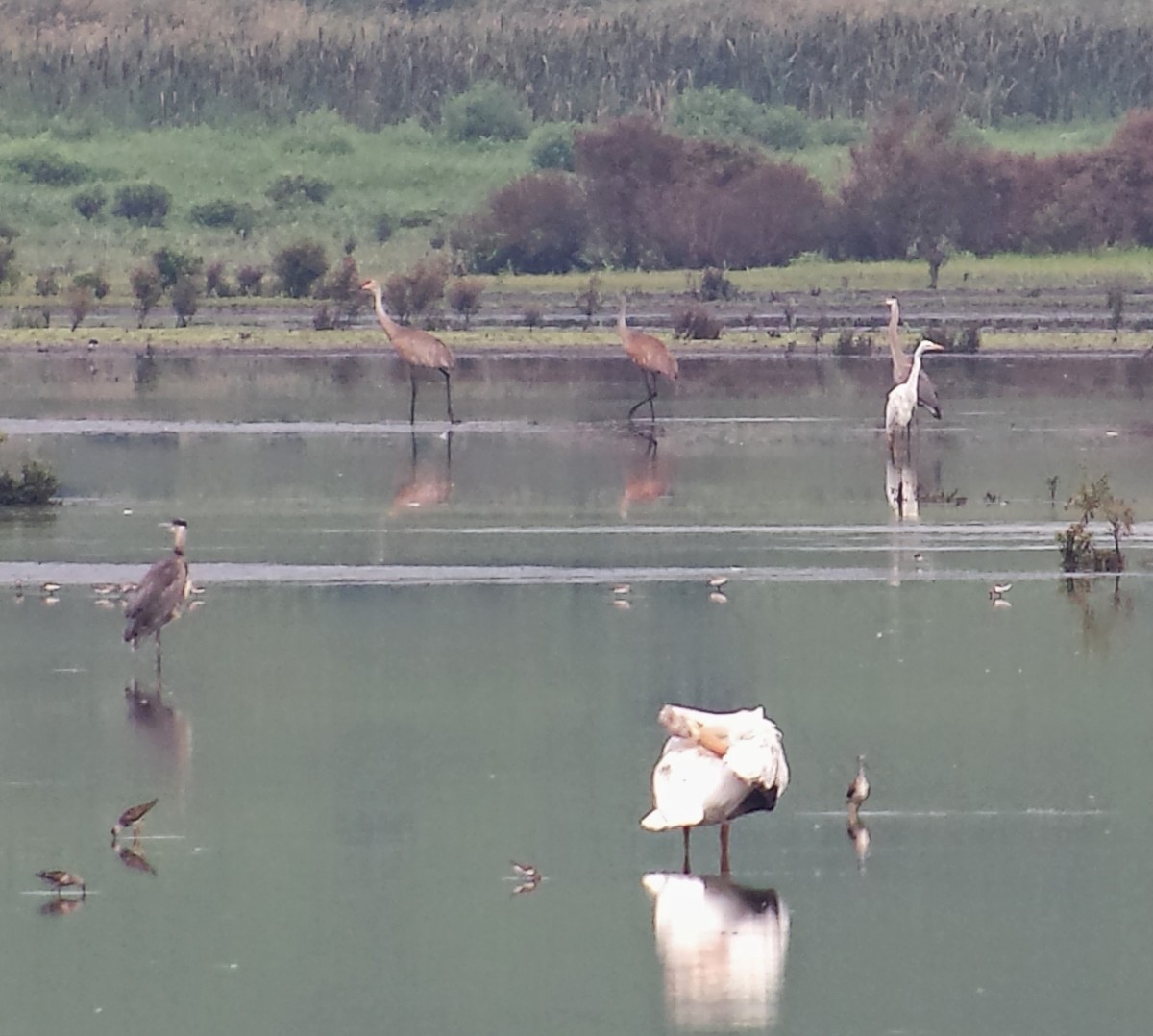 Sandhill Crane (tabida/rowani) - ML41273781