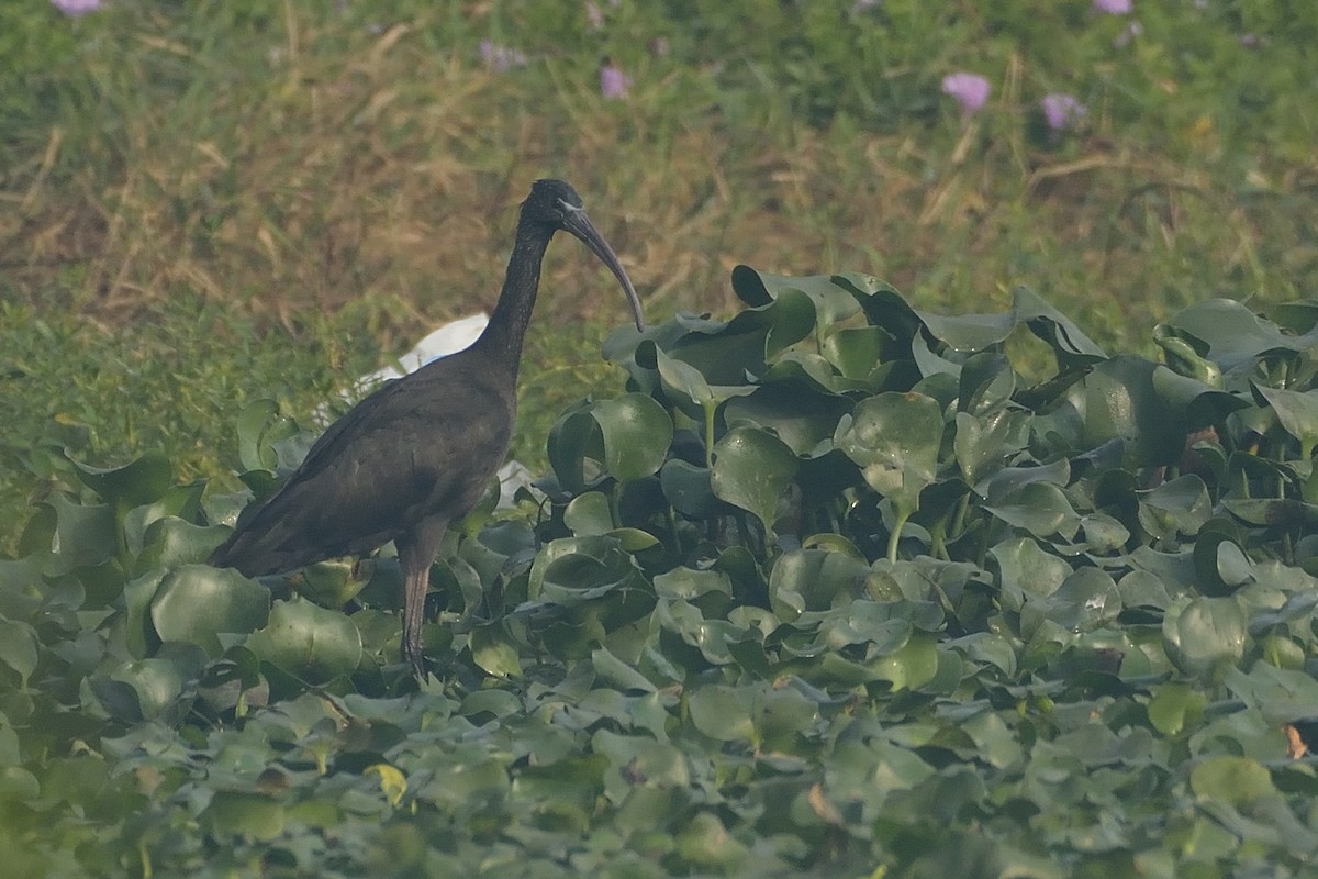 ibis hnědý - ML41273821